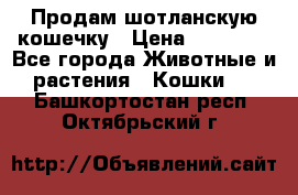 Продам шотланскую кошечку › Цена ­ 10 000 - Все города Животные и растения » Кошки   . Башкортостан респ.,Октябрьский г.